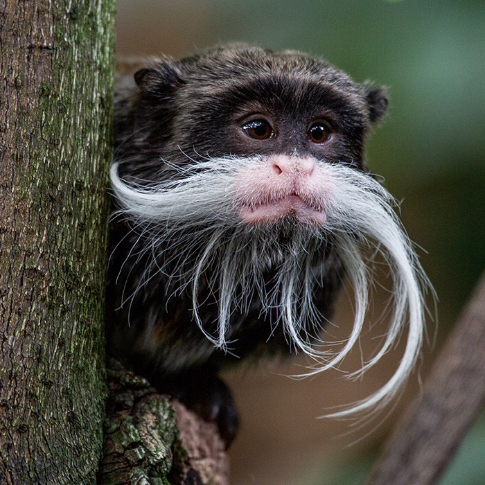Airborne Tamarins