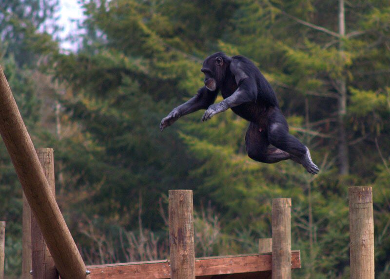 Gliding Chimpanzees