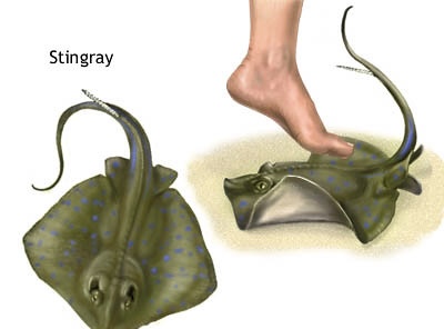 GOATS vicious stingray