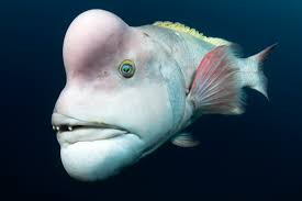 Sebas' disciples
