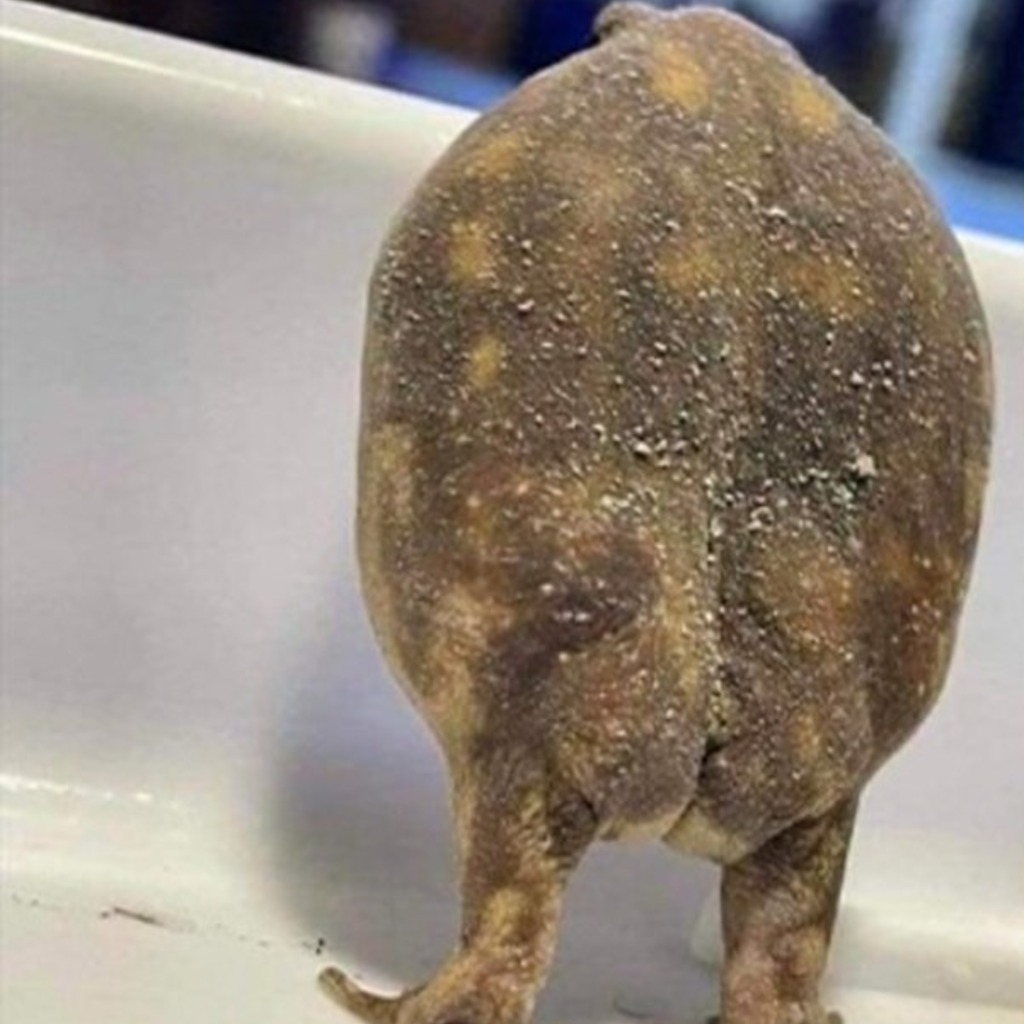 frog sauce